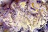 'Chrysocephalum apiculatum Yellow Buttons 2 (Aug-Sept)' - Archival pigment on Hahnemühle Torchon paper