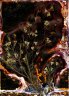 'Chamelaucium uncinatum Geraldton Wax (Aug-Sept)' -  Archival pigment on HahnemÃ¼hle Torchon paper

