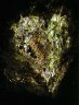 'Grevillea pteridifolia (Jun-Jul)' - Archival pigment on Hahnemühle Torchon paper